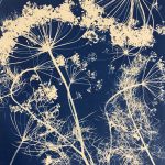 Ombellifères cyanotype, 2022 ©GLSG