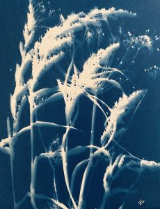 Harmonies, cyanotype, 30x40cm, 2025 ©GLSG
