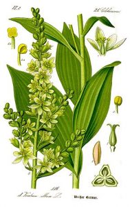 Vérâtre ou Véraire blanc (Veratrum album) Famille des Liliacées