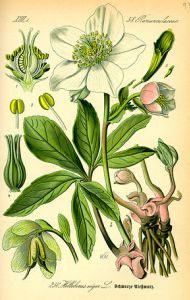 290px-illustration_helleborus_niger0