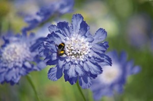 Scabia_bleue