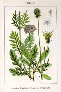 Johann Georg Sturm (Peintre : Jacob Sturm) - Scabiosa columbaria, issue du livre Deutschlands Flora in Abbildungen, 1795