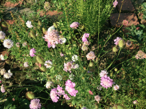 Scabieuses en fleurs et en graines
