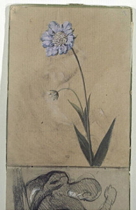 Eugène Delacroix (1798-1863), étude de scabieuse, Musée du Louvre, dessin