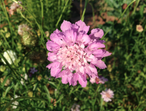 Fleur de scabieuse