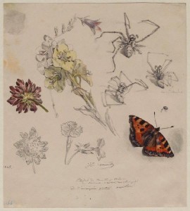 GRANDVILLE, Jean Ignace Isidore Gérard (dit), Fleurs de scabieuse, campanule, oeillet, une araignée et une vanesse de l'ortie, 2ème quart du 19ème siècle,Musée des Beaux-Arts de Nancy