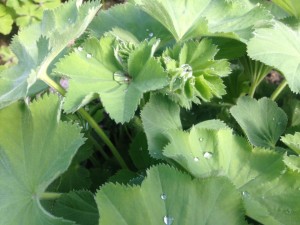 Alchemille (Alchemilla Mollis)