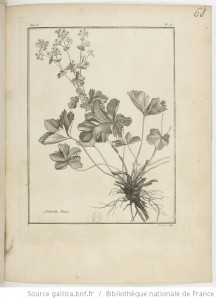 Achemilla, in Traité des Plantes de la Lorraine / par P. J. Buchoz (1731-1807)