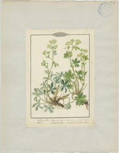 J-B Barla (1817-1896), Alchemilla vulgaris et Alchemilla alpina, 1840, Muséum d'Histoire naturelle de Nice, dessiné d'après le spécimen collecté le 6 juillet 1840, Forêt de la Maïris (Lantosque, France)