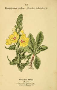 Bouillon-blanc, planche botanique