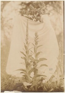 Bouillon blanc, 1900, photographie, collection Eugène Atget (copyright Bibliothèque des Arts décoratifs)
