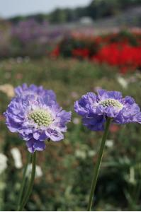Scabieuse bleue (Scabiosa caucasica, "Perfection blue")©Chiltern Seeds