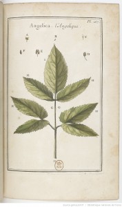 Titre : Élémens de botanique, ou Méthode pour connoître les plantes, par M. Pitton Tournefort,.... III. [Pl. 235-451.] Auteur : Tournefort, Joseph Pitton de (1656-1708). Auteur du texte Éditeur : Impr. royale (Paris) 