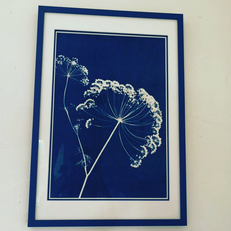 Sceptre d’Ombellules (Anethum graveolens, Apiaceae) cyanotype, 30x41.5cm, 2019, collection M. d’A. ©GLSG