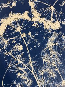 Ombellifères cyanotype, 2022 ©GLSG
