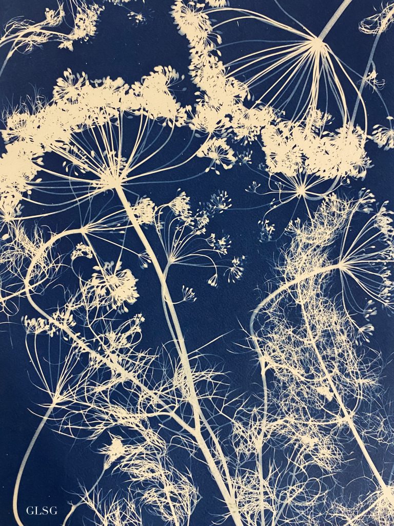 Ombellifères cyanotype, 2022 ©GLSG