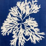 Fucus 4 (Fucus serratus, Fucaceae) cyanotype ©GLSG