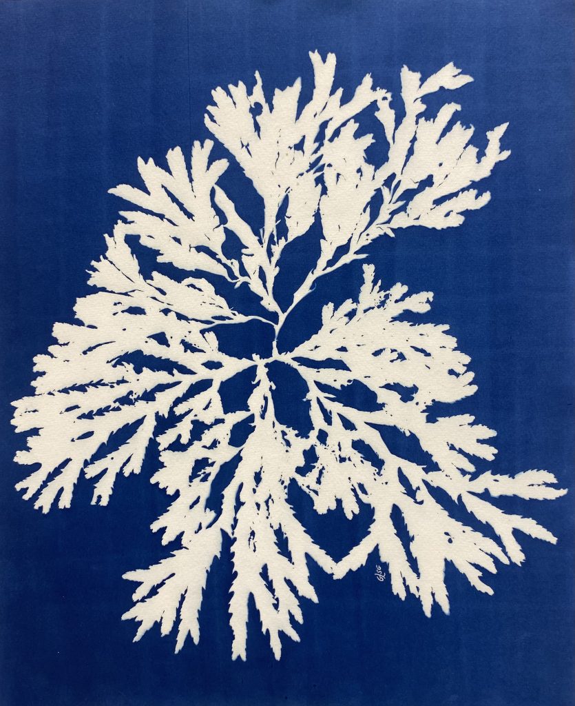 Fucus 4 (Fucus serratus, Fucaceae) cyanotype ©GLSG